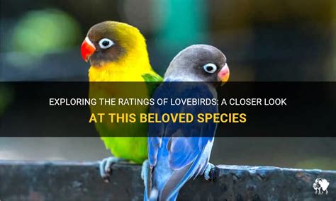 Revealing the Height of Lea Lovebird: A Closer Look