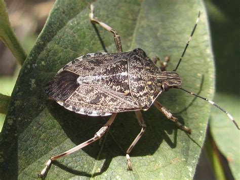 Revealing the Hidden Insights: Stink Bugs in the Realm of Dreams