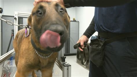 Revealing the Insights of K9 Officers in Your Subconscious