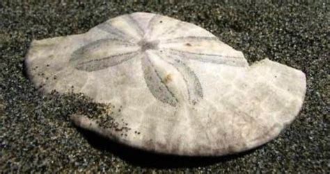 Revealing the Intriguing Reproduction and Life Cycle of Sand Dollars