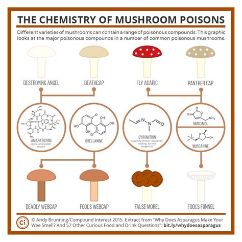 Revealing the Lethal Compounds Concealed within Toxic Fungi