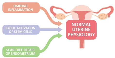 Revealing the Mysterious Realm of Intrauterine Imagination