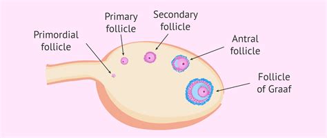 Revealing the Psychological Importance of Ovary-centered Dreams