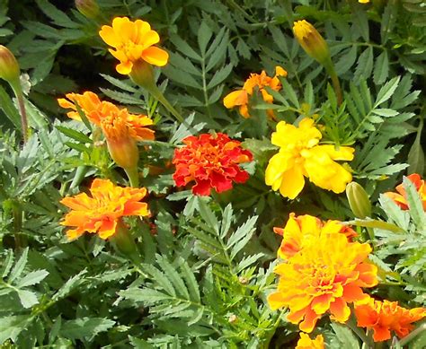 Revealing the Spiritual Importance of Marigolds in Mythology and Religion