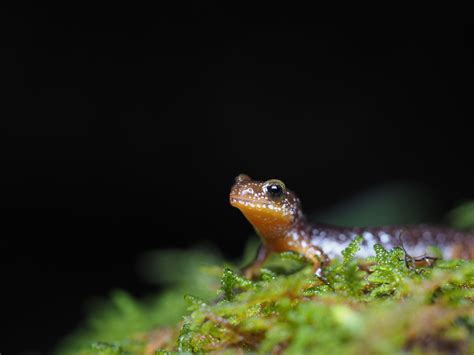 Revealing the Veiled Significance of Fantasizing about Amphibians