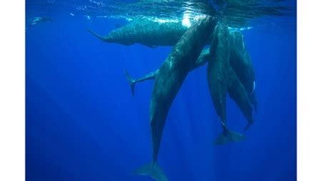 Revealing the Wonders of Miniature Cetacean Communication