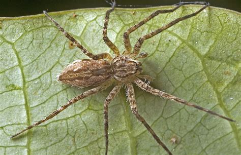 Revelation of the Astounding Hunting Techniques Employed by Water Spiders