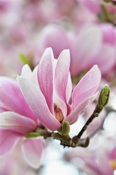 Reveling in the Captivating Flourish of Magnificent Magnolia Blooms