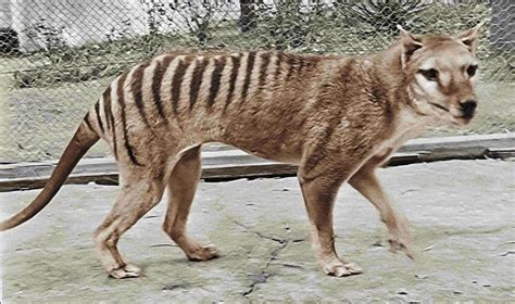 Revitalizing Hope: Initiatives to Reestablish the Thylacine's Presence in the Natural Environment