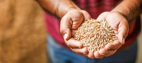 Rice as a Symbolic Representation of Nourishment and Sustenance