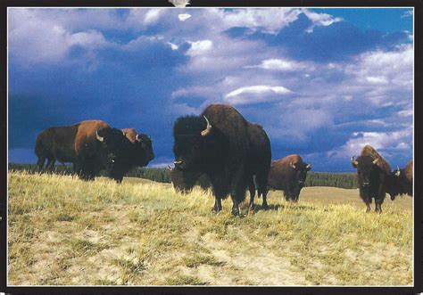 Roaming the Great Plains: Bison's Historic Habitat