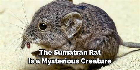 Rodent Encounters: Deciphering the Mysterious Messages from the Crevices