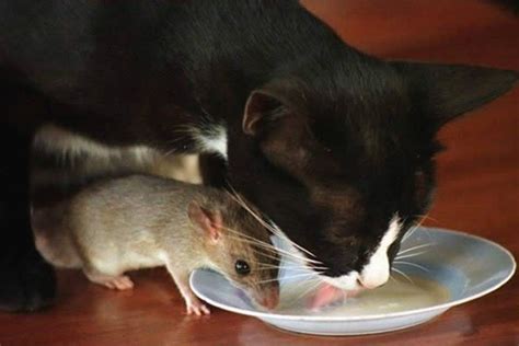 Rodents and Felines: An Unusual Encounter