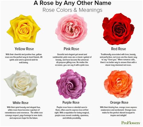 Romantic Symbolism of White Red Roses