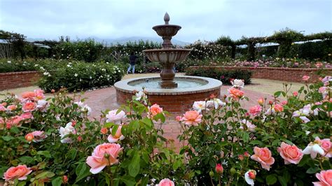 Rose Gardens: An Oasis for Flower Enthusiasts