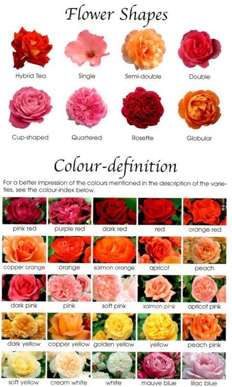 Roses in Bloom: Exploring Different Colors and Their Effects