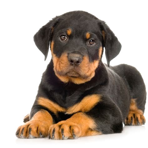 Rottweilers as Working Dogs: Their Role in Today's Society