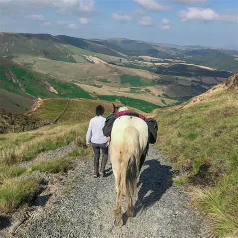 Saddle Accessories: Enhancing Comfort and Style in the Equestrian World