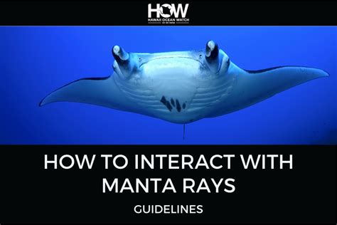 Safety First: Guidelines for Interacting with Oceans' Gentle Giants