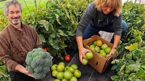 Savoring the Fruits of Your Labor: Delectable Recipes to Create using Homegrown Indigenous Pears