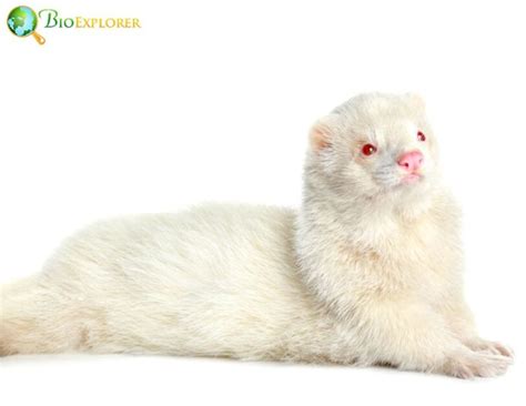 Science Behind the Pale Fur: Unraveling the Genetic Abnormalities in Ferrets