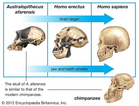 Scientific Explanations: The Biology of Dual-Cranium Organisms