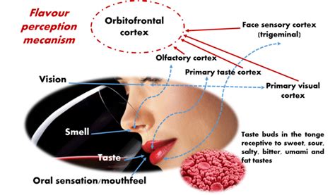 Scientific Explanations for the Perception of a Saline Flavor in the Oral Cavity during Sleep