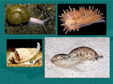 Scientific Studies: Unraveling the Mystery behind the Pale Gastropods