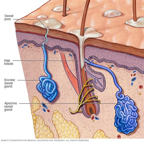 Secondary Hyperhidrosis: Identifying Underlying Medical Conditions