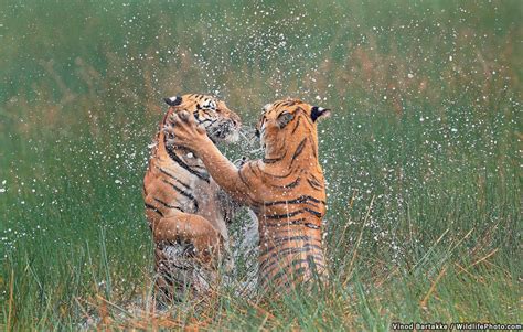 Section: The Dynamic Interactions of Tigers in Playful Pursuits