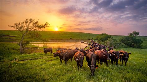 Securing Suitable Land and Infrastructure for Your Cattle