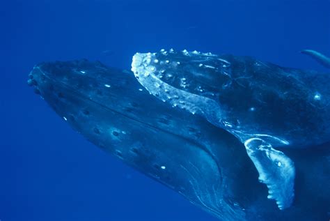 Seductive Strategies: Female Behaviors During the Whale's Breeding Season