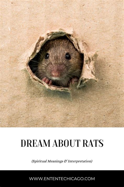 Seeking Balance: Exploring Rat Dreams as a Catalyst for Transformation