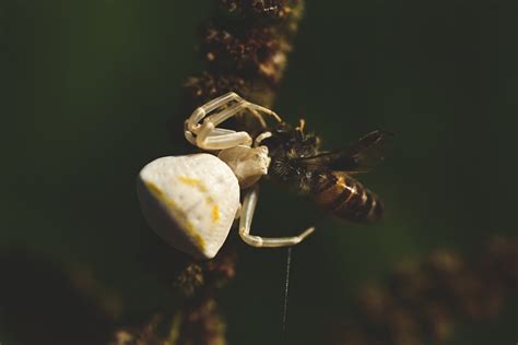 Seeking Equilibrium: Spider Bee's Symbolic Depiction