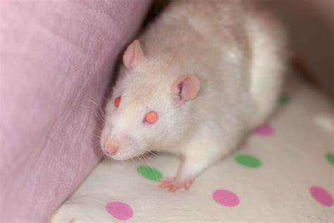 Seeking Guidance from Dreams about Red-Eyed Rats