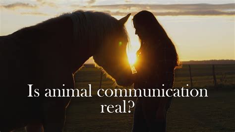 Seeking Guidance from a Professional Animal Communicator