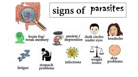 Seeking Medical Advice: Knowing When to Consult a Healthcare Professional for Parasitic Infections