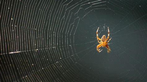 Seeking Professional Assistance: Therapy Options for Managing Arachnophobia