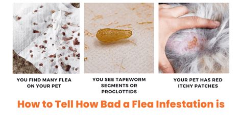 Seeking Professional Assistance for Severe Flea Infestations: Understanding When to Engage Expert Intervention