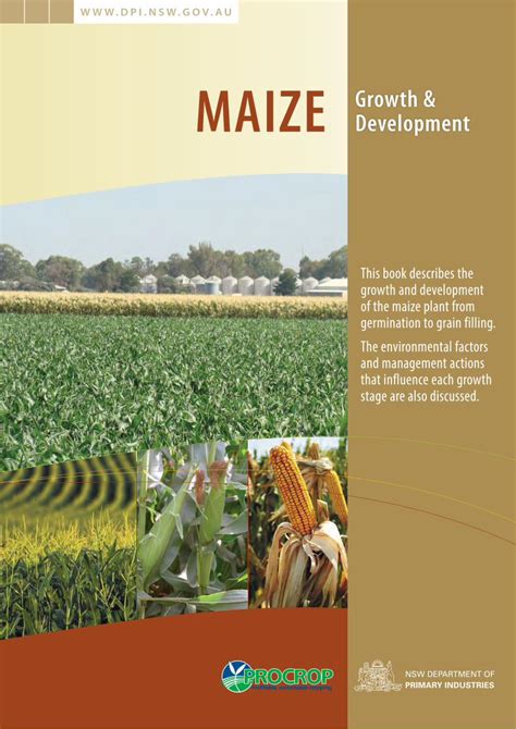 Selecting the Appropriate Varieties of Maize for Successful Growth