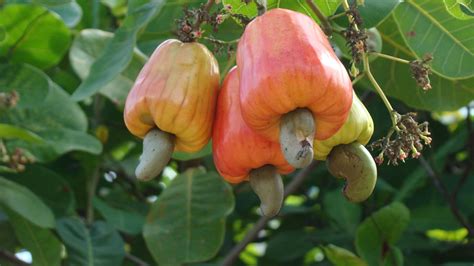 Selecting the Ideal Location and Climate for Cashew Cultivation