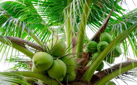 Selecting the Ideal Location for Your Coconut Orchard