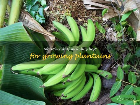 Selecting the Ideal Plantain Variety