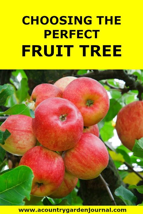 Selecting the Perfect Fruit Trees for Your Garden