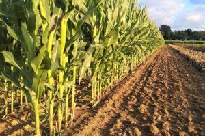 Selecting the Perfect Maize Variety