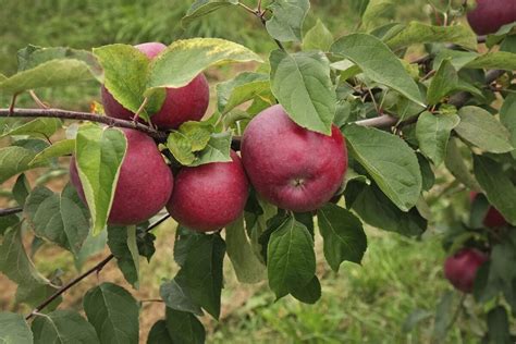 Selecting the Perfect Orchard for Emerald Apple Harvesting