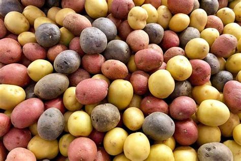 Selecting the Perfect Potato Varieties for Your Garden