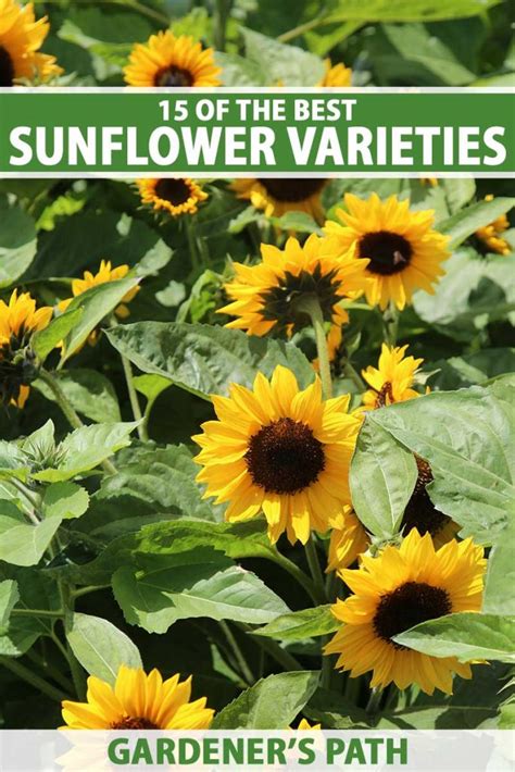 Selecting the Perfect Sunflower Varieties for Your Garden