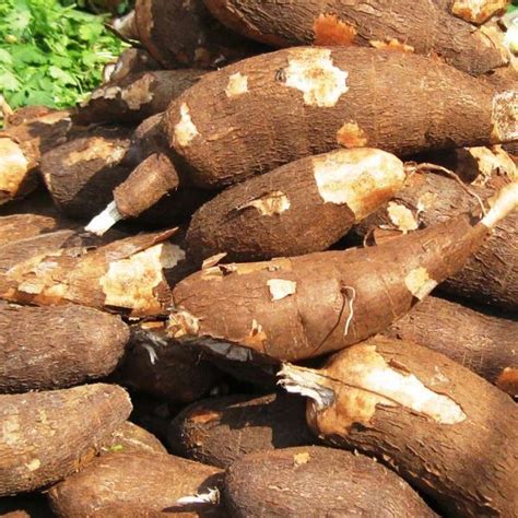 Selecting the Right Cassava Variety for Your Farm