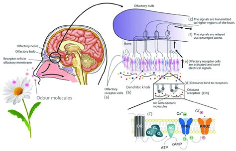 Sensory Exploits: Investigating the Phenomenon of Olfactory Dreams